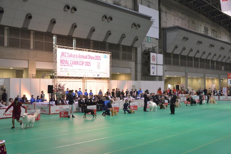 JKC Sakura Annual Show 2025